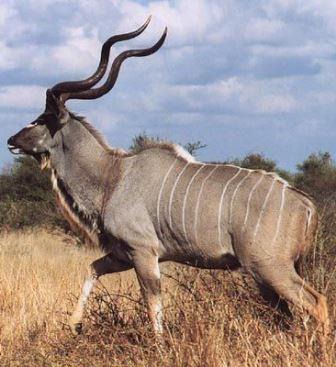 Kudu - A Photographic Gallery of Wildlife in Kenya 