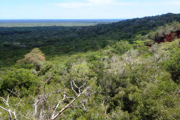 Arabuko Sokoke Forest Reserve. Image courtesy of Nation Media Group